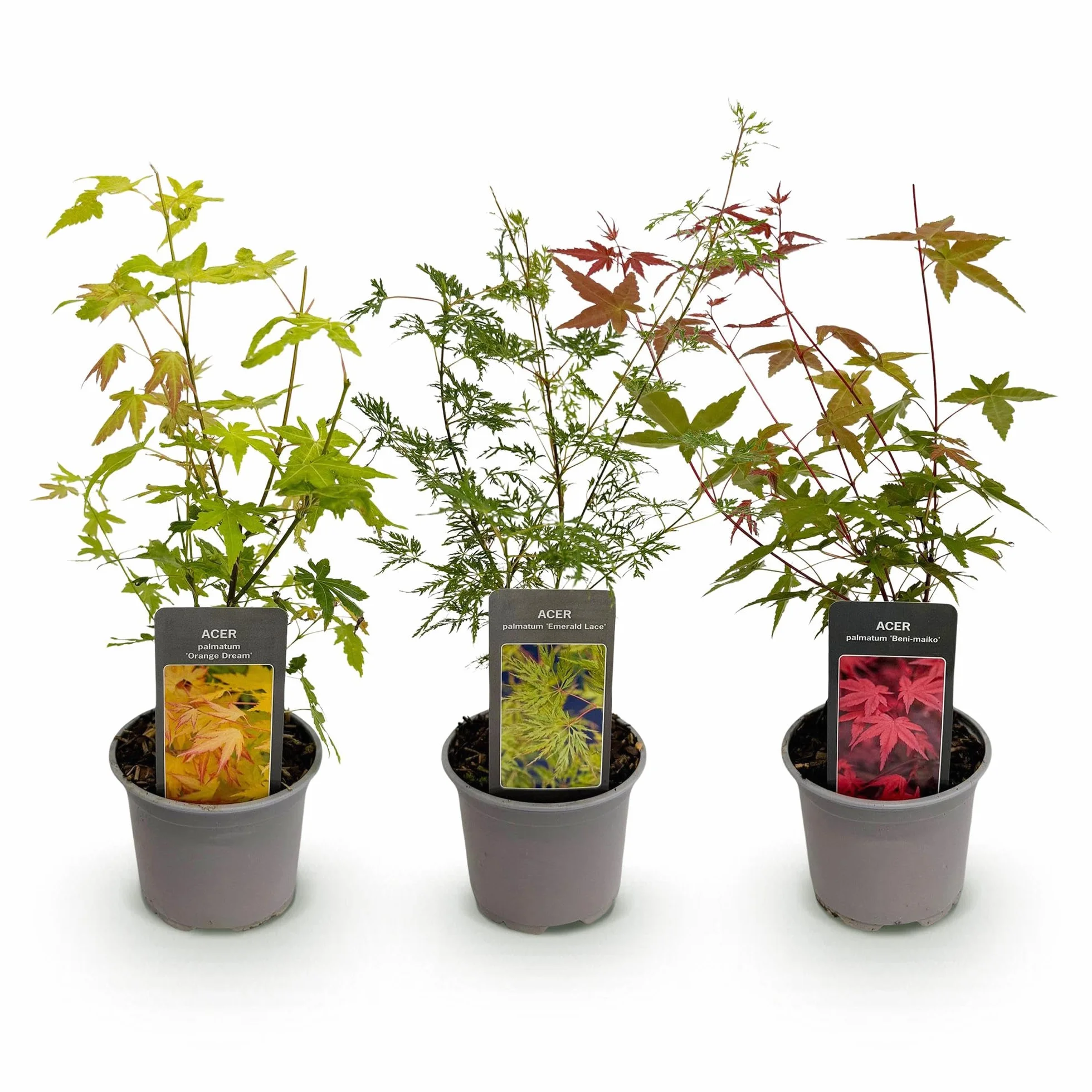 Acer palmatum Tricolour 3 Plantes Pot 12cm Hauteur 35cm Feuillage caduc Rouge-Vert-Orange