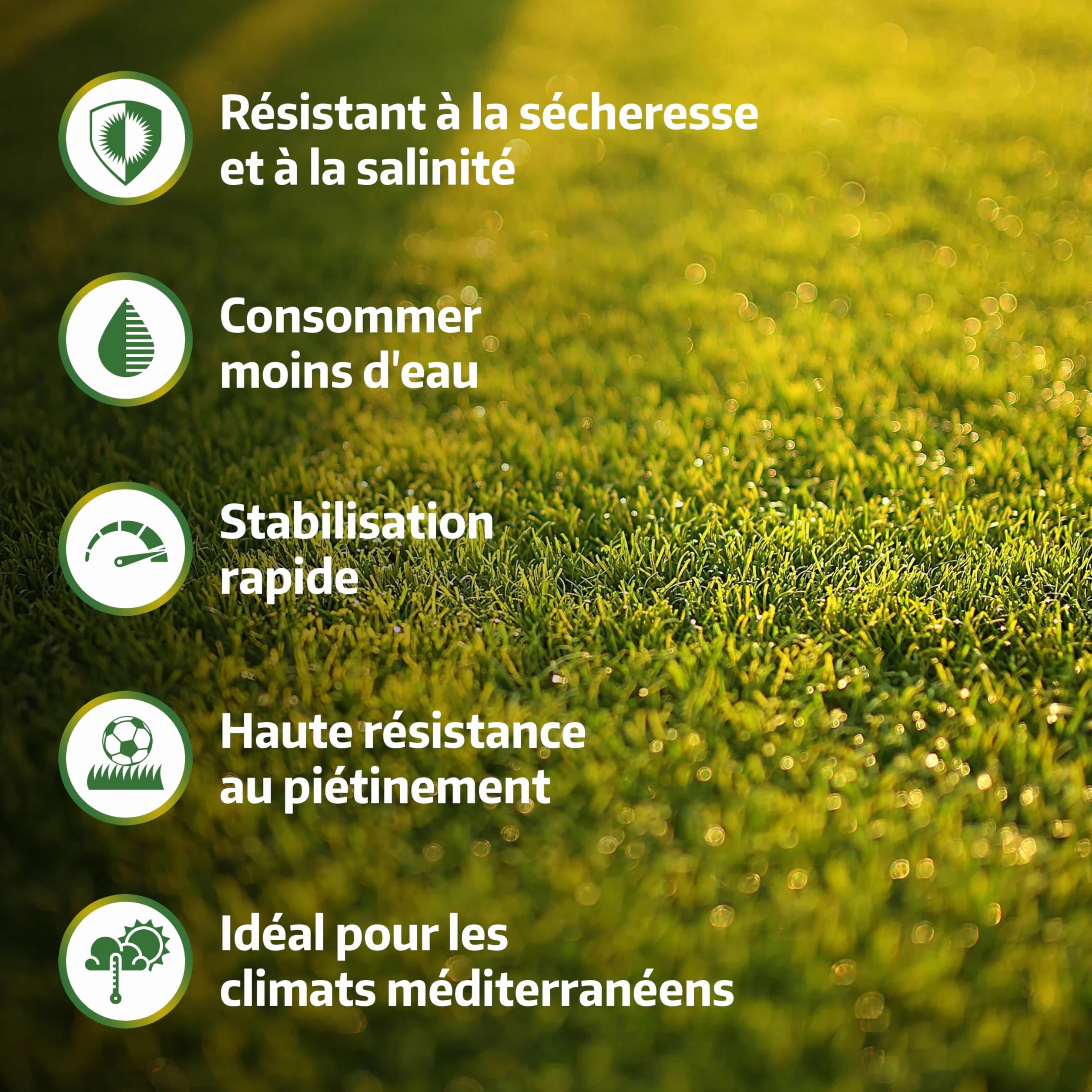 LERAVA Gazon Cynodon dactylon 200 g pour 20 m² Résistant piétinement sécheresse