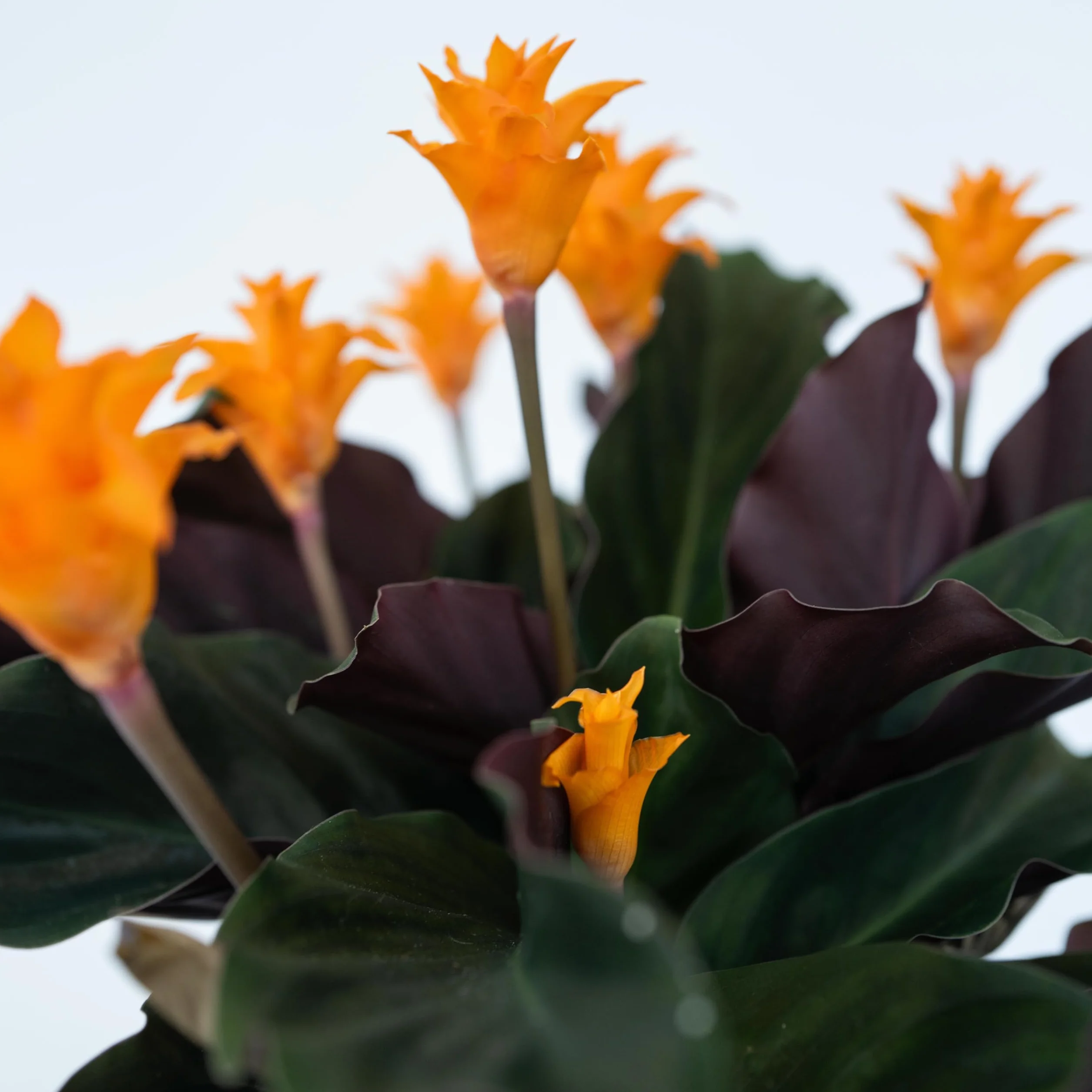 Calathéa crocata 'Tassmania' - Plante d'intérieur - Pot 14cm - Hauteur 40-50cm - Purificateur d'air