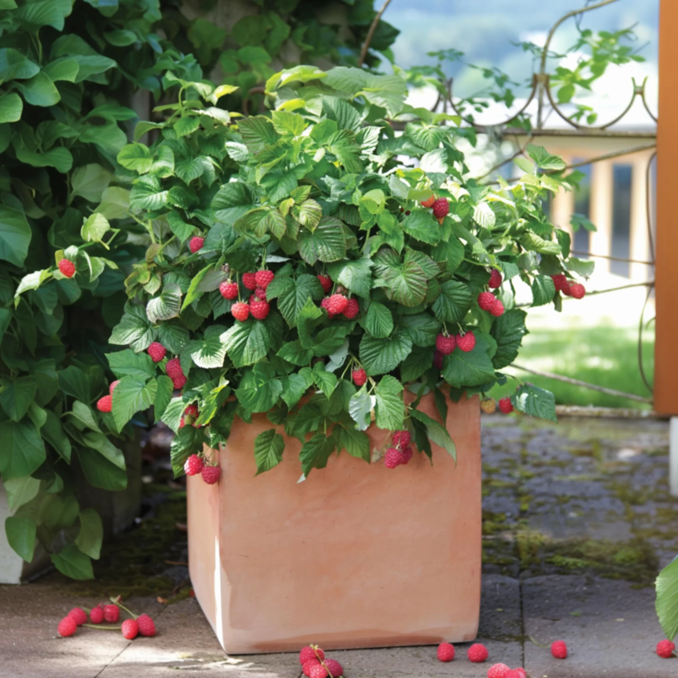 Rubus ideaus 'Autumn Bliss' Framboisiers Set de 3 Pot 9cm Hauteur 25-40cm