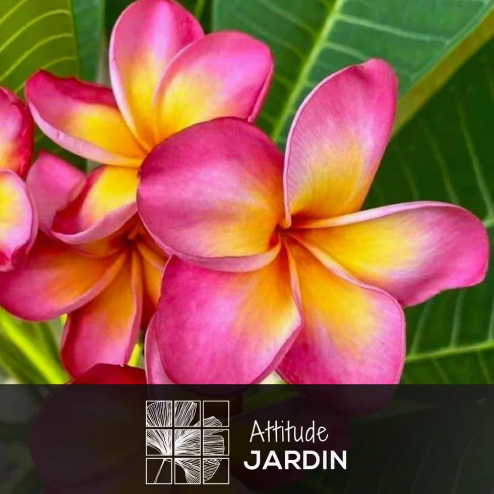 Plumeria rubra frangipanier plante fleurie 60-70 cm ⌀ 18 cm intérieur extérieur fleur rose