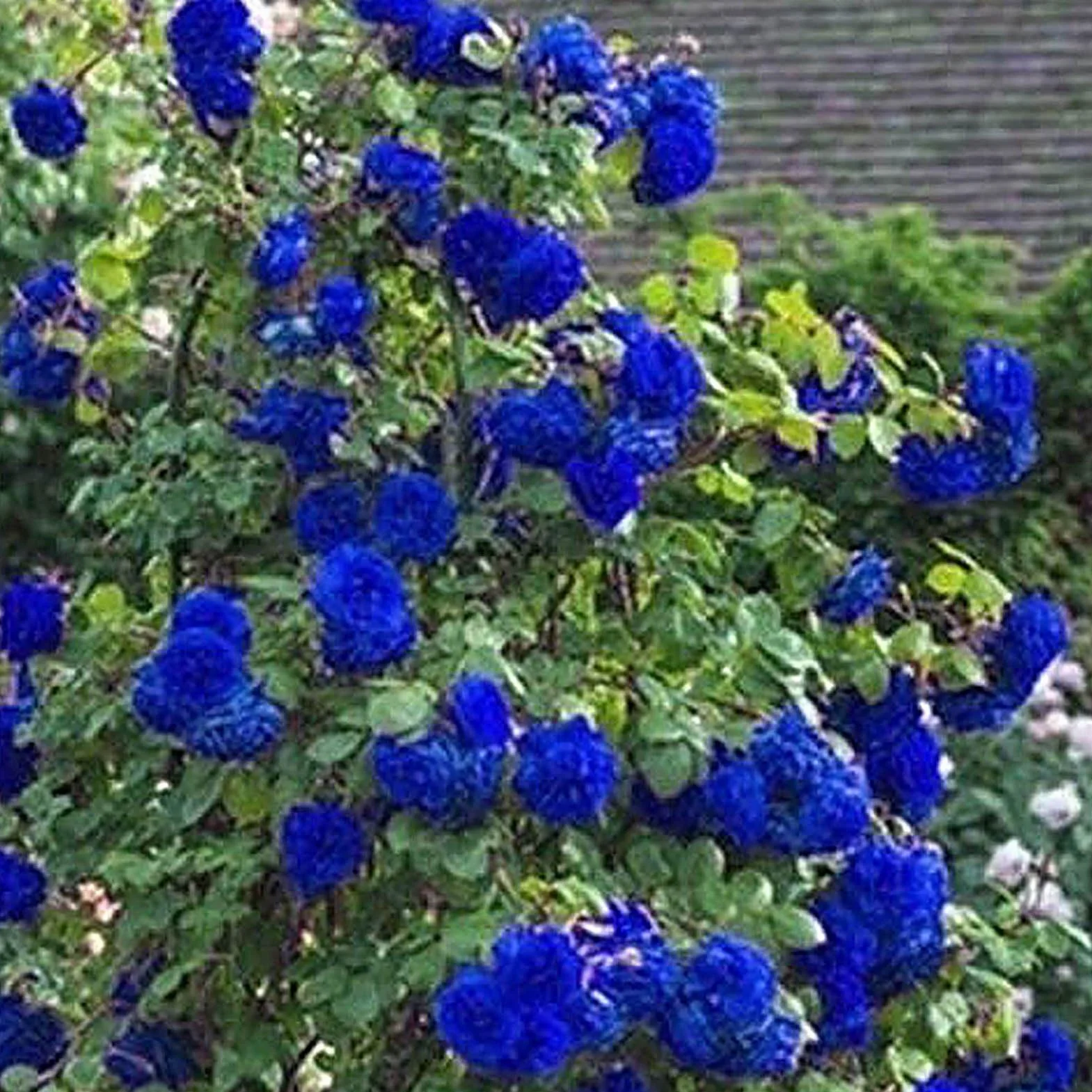 Graines de rose sauvage 300pcs Bonsaï Jardin Multiflora rosiers grimpants