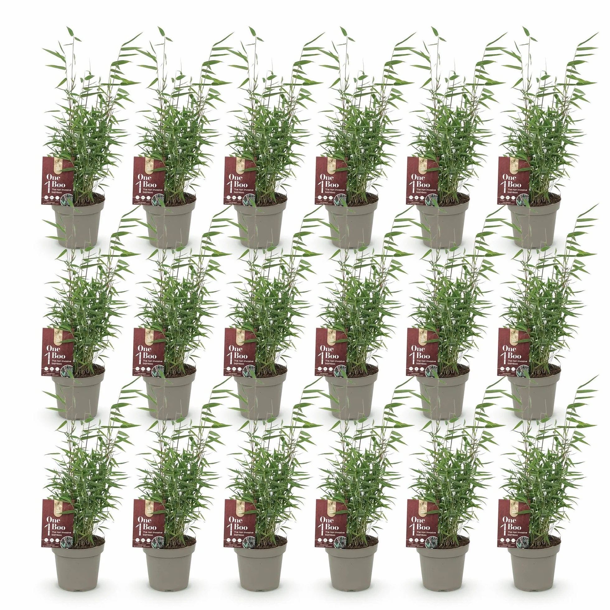 Bambou Fargesia Red Dragon Vert 18 Plantes Pot 14cm Hauteur 35cm