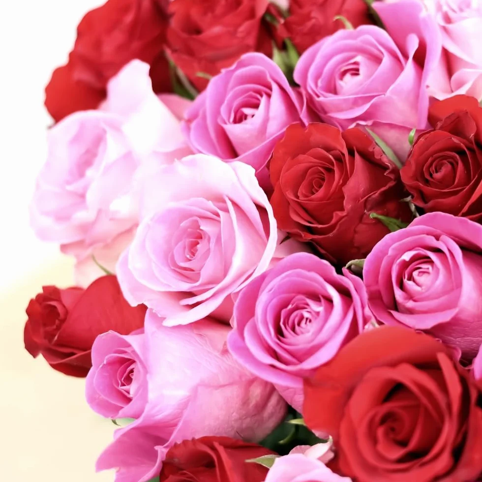 Brassée de Roses Max Havelaar 50 Tiges Grand Bouquet Fleurs Fraîches Commerce Équitable