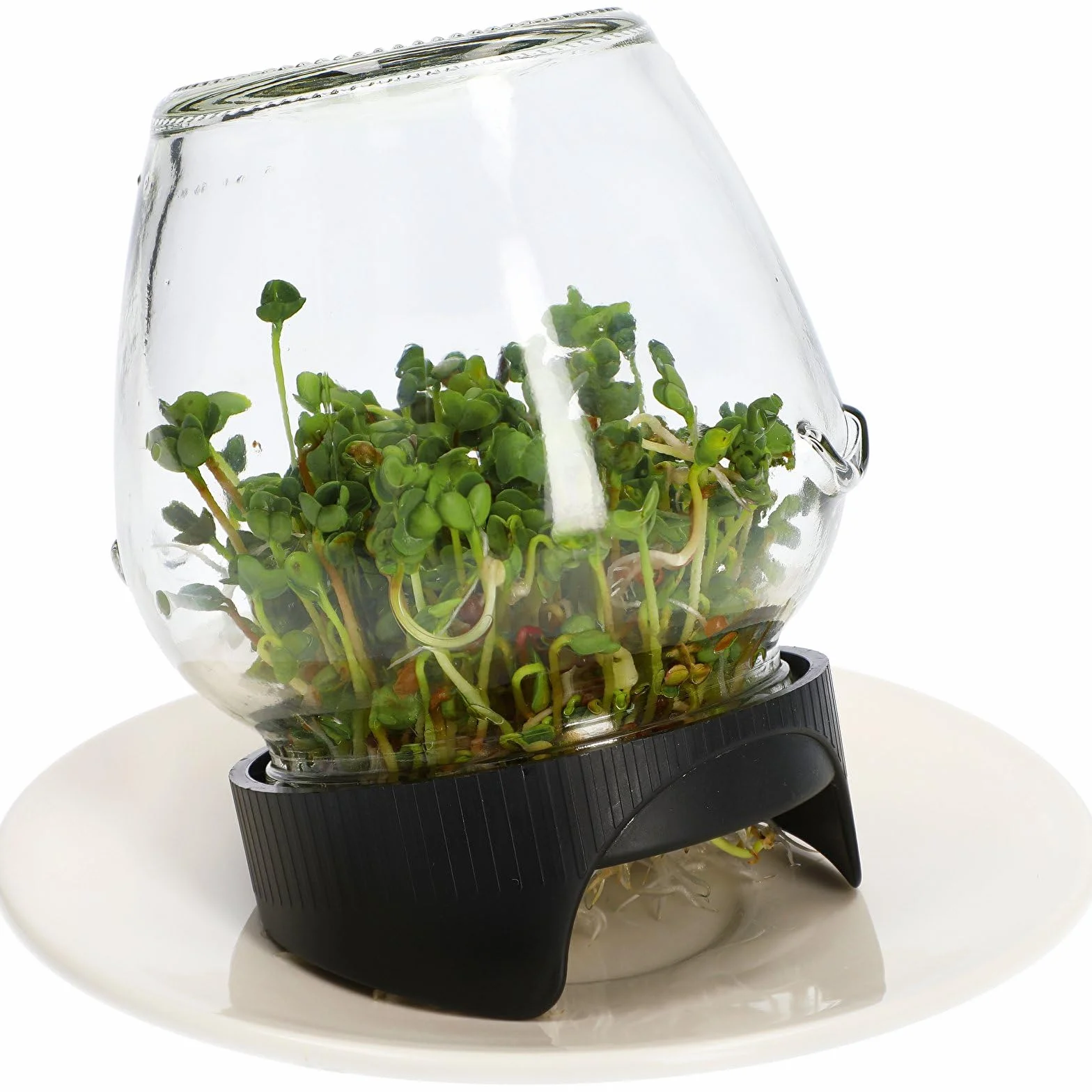 Browin Germoir en verre pour cultiver des germes sains, Noir, Transparent