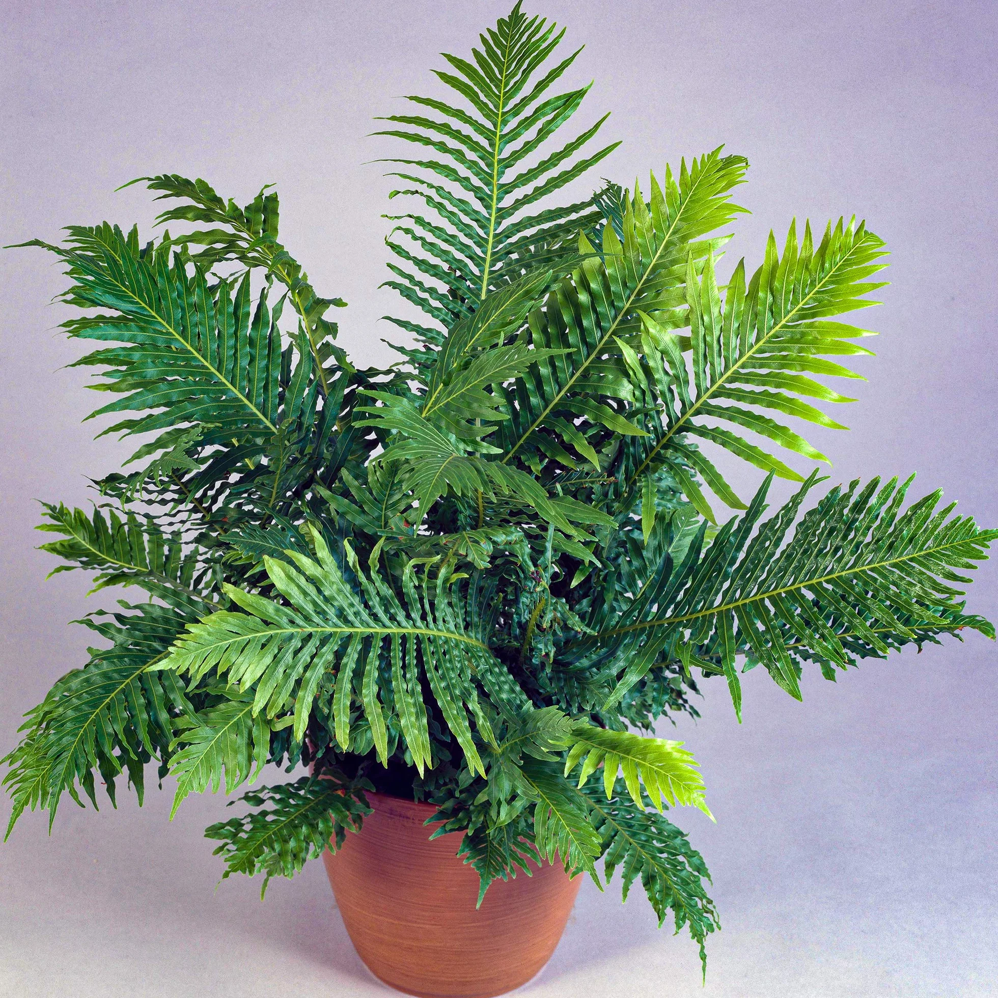 Blechnum Silver Lady Petite Fougère d'intérieur en Pot Cadeau
