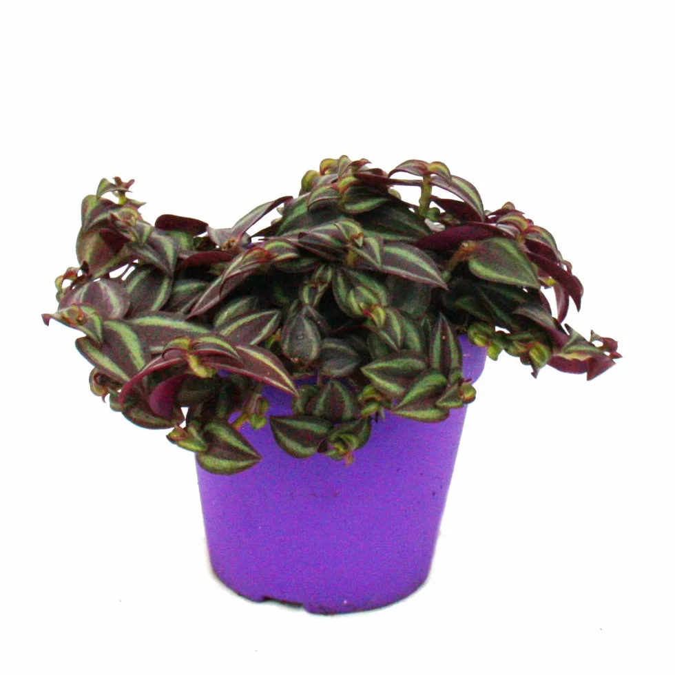Tradescantia Purple Passion 12cm pot