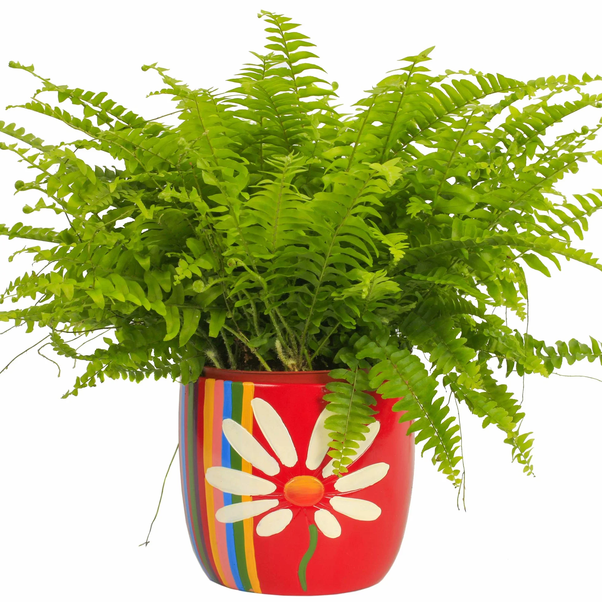 Nephrolepis Fougère de Boston Plante d'intérieur 25-35 cm