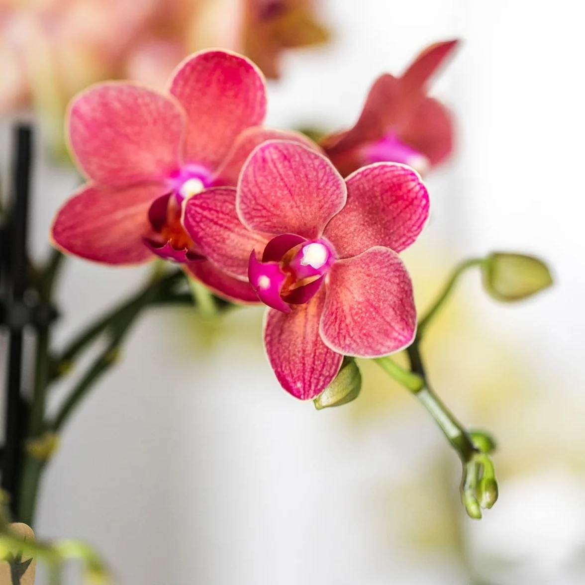 Orchidée Phalaenopsis Rouge Congo Ø9cm Plante d'Intérieur Fleurie