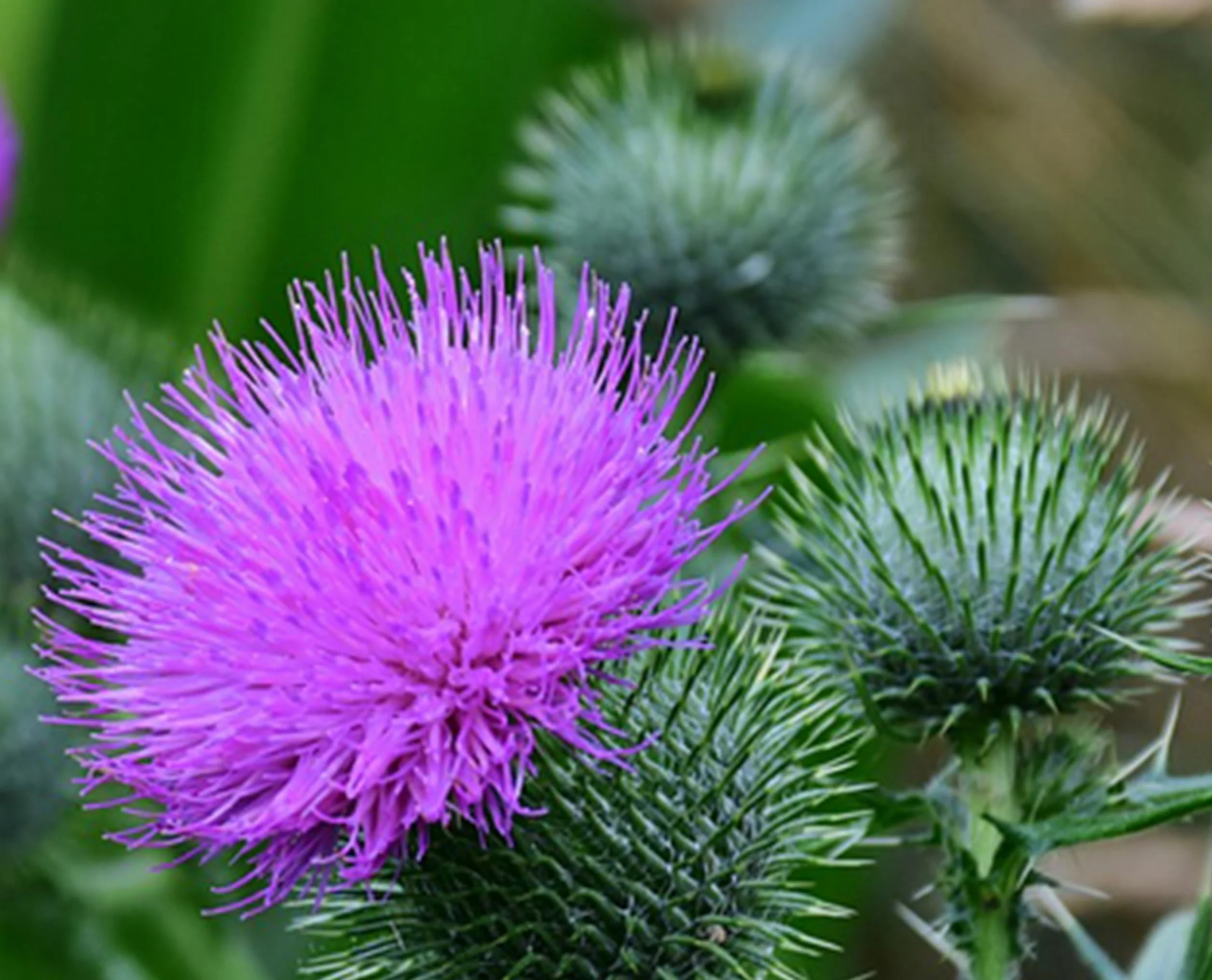 Chardon des champs Cirsium arvense 150 graines reproductible non traitée