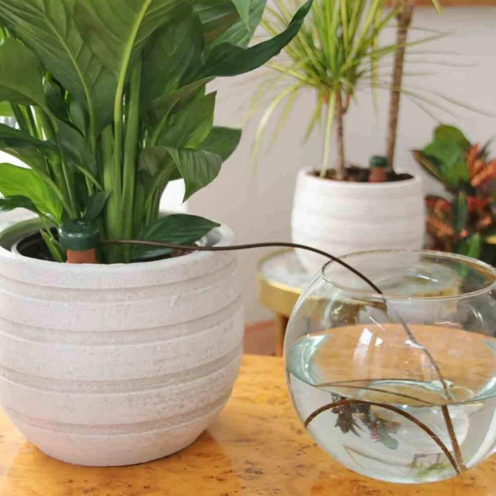 Blumat Lot de 6 Distributeurs d'Eau pour Plantes d'Intérieur