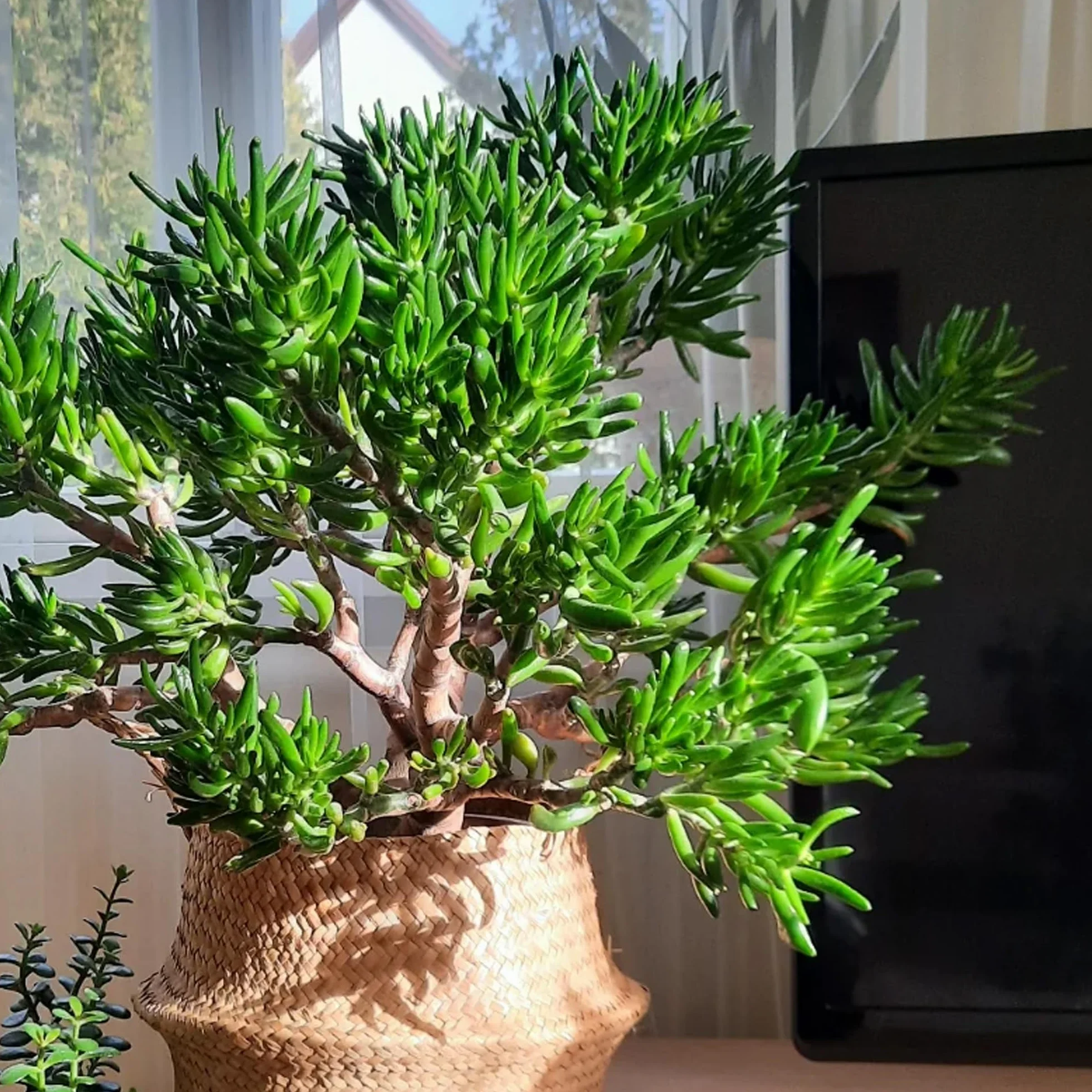 Crassula ovata Plante Jade succulente Crassula Hobbit 20-25 cm