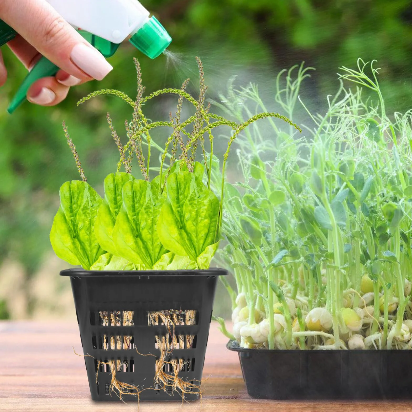 Supvox Lot de 8 paniers à légumes hydroponiques - Pot en maille carré plastique