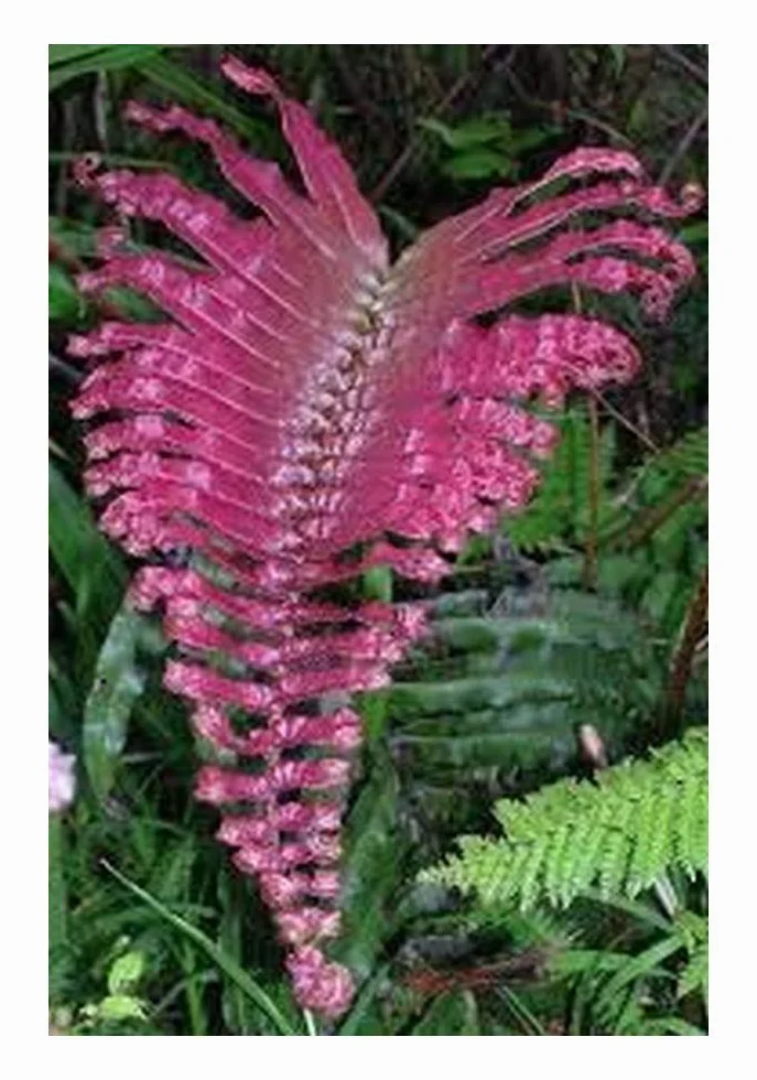 Blechnum sp. Pink Panama - Fougère rose - 50 graines