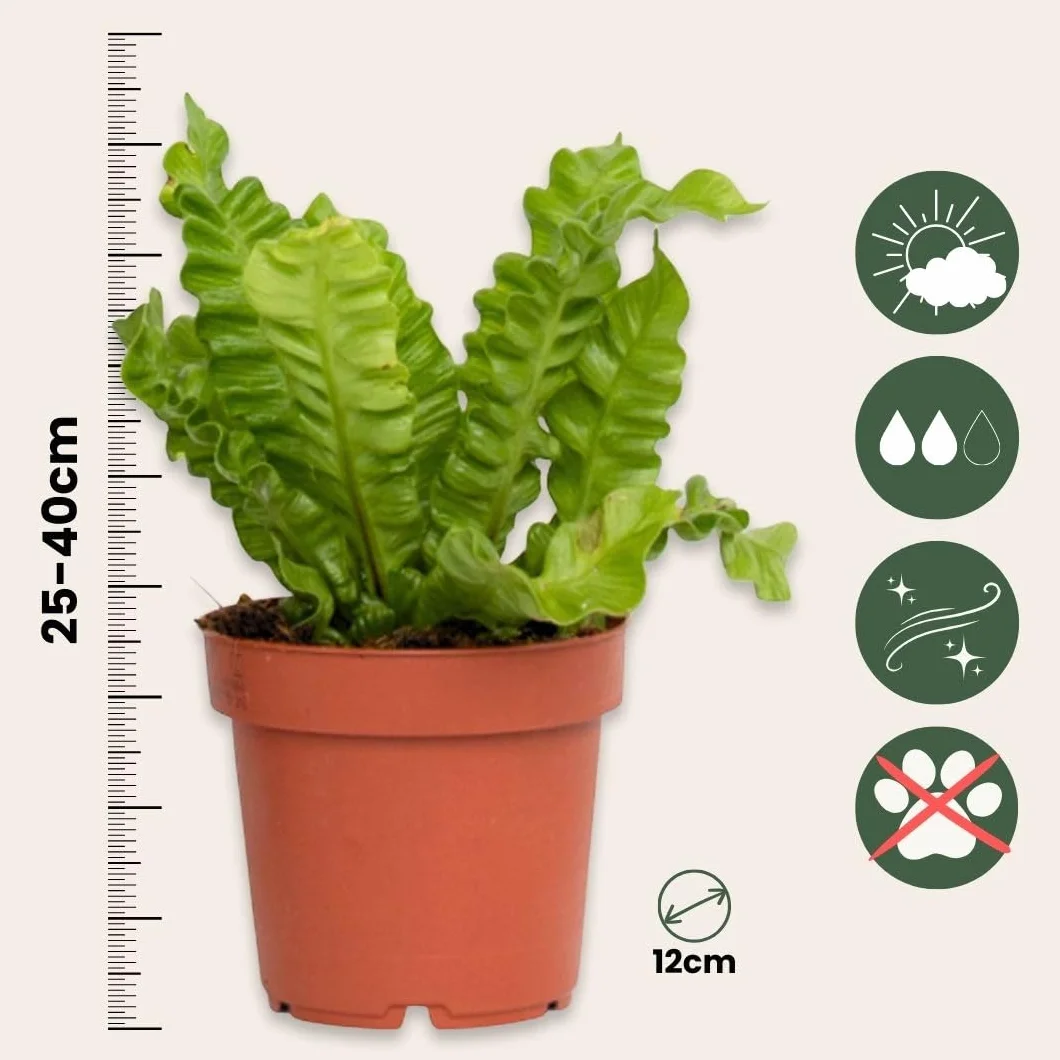 Asplenium nidus 'Vague croustillante' Plante d'intérieur Pot 12cm Hauteur 25-40cm