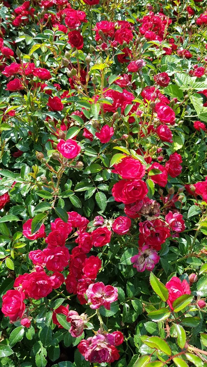 Rosier Couvre-sol 'The Fairy Rouge' - Rosa 'The Fairy Rouge'