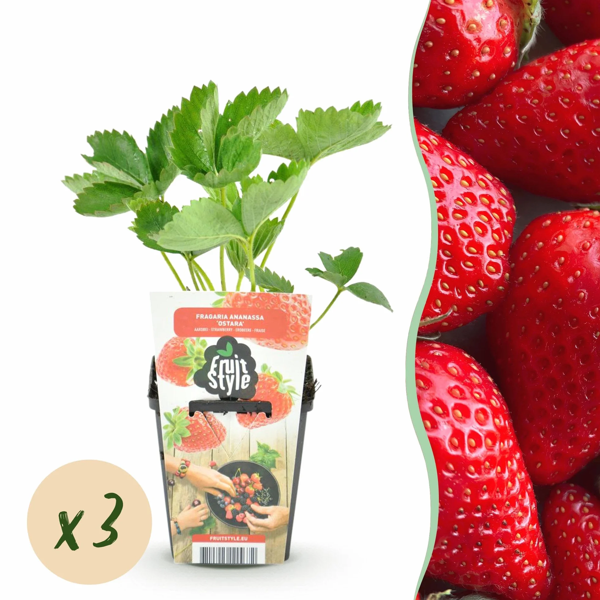 Fragaria Elsanta Fraise Rustique 3 Plantes Pot 9 cm Fraise Rouge