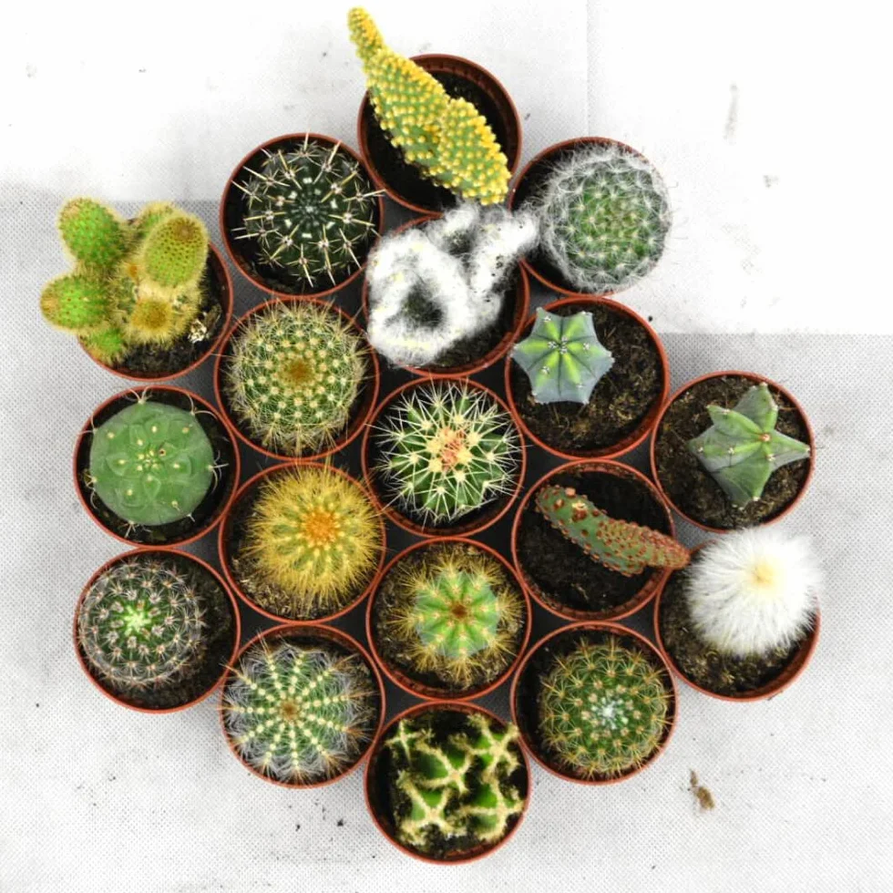 Cactus Naturelles en pot Ø 5.5 cm Lot de 18 Hauteur 5-10 cm Mélange Plantes Grasses Intérieur