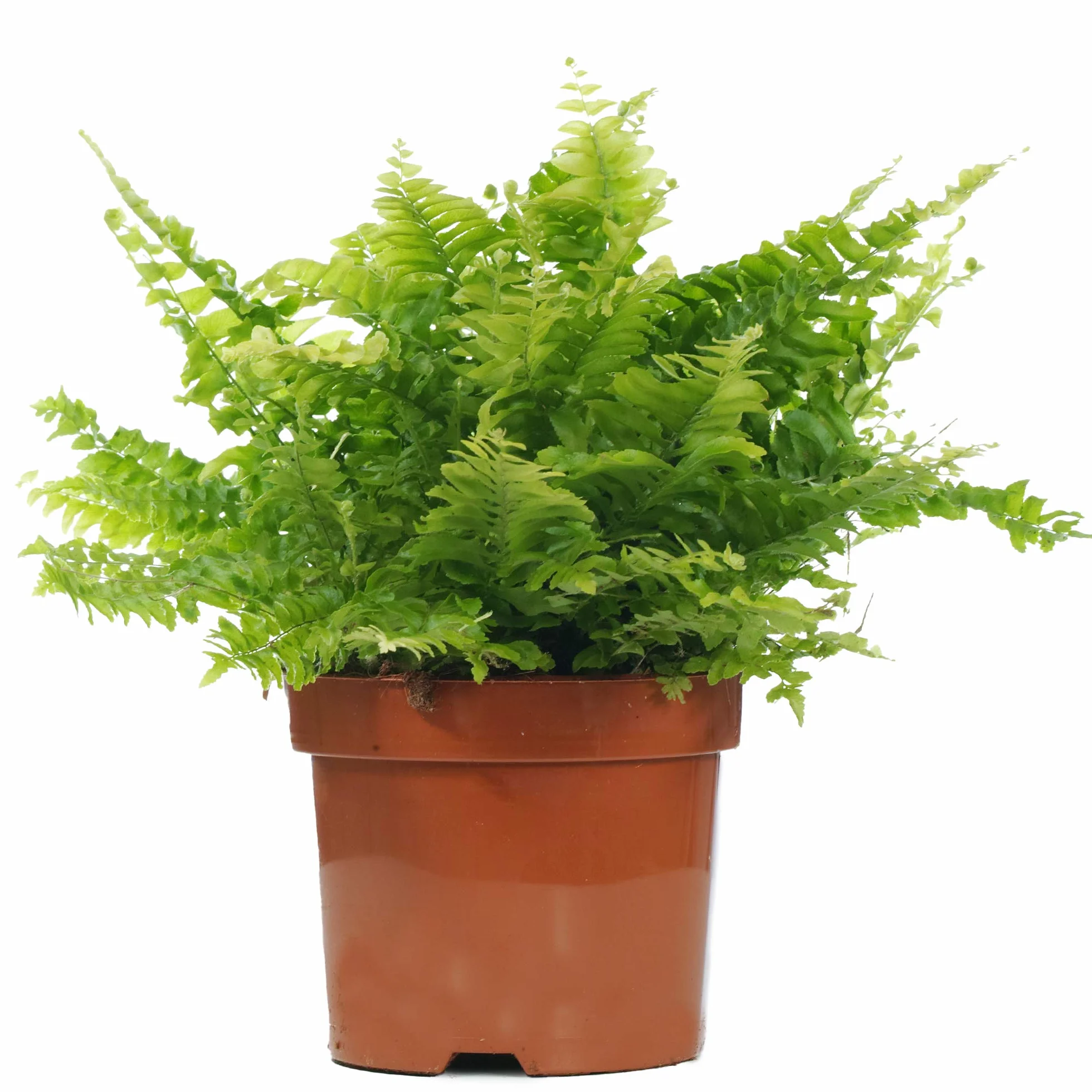 Nephrolepis Fougère de Boston Plante d'intérieur Maison Bureau