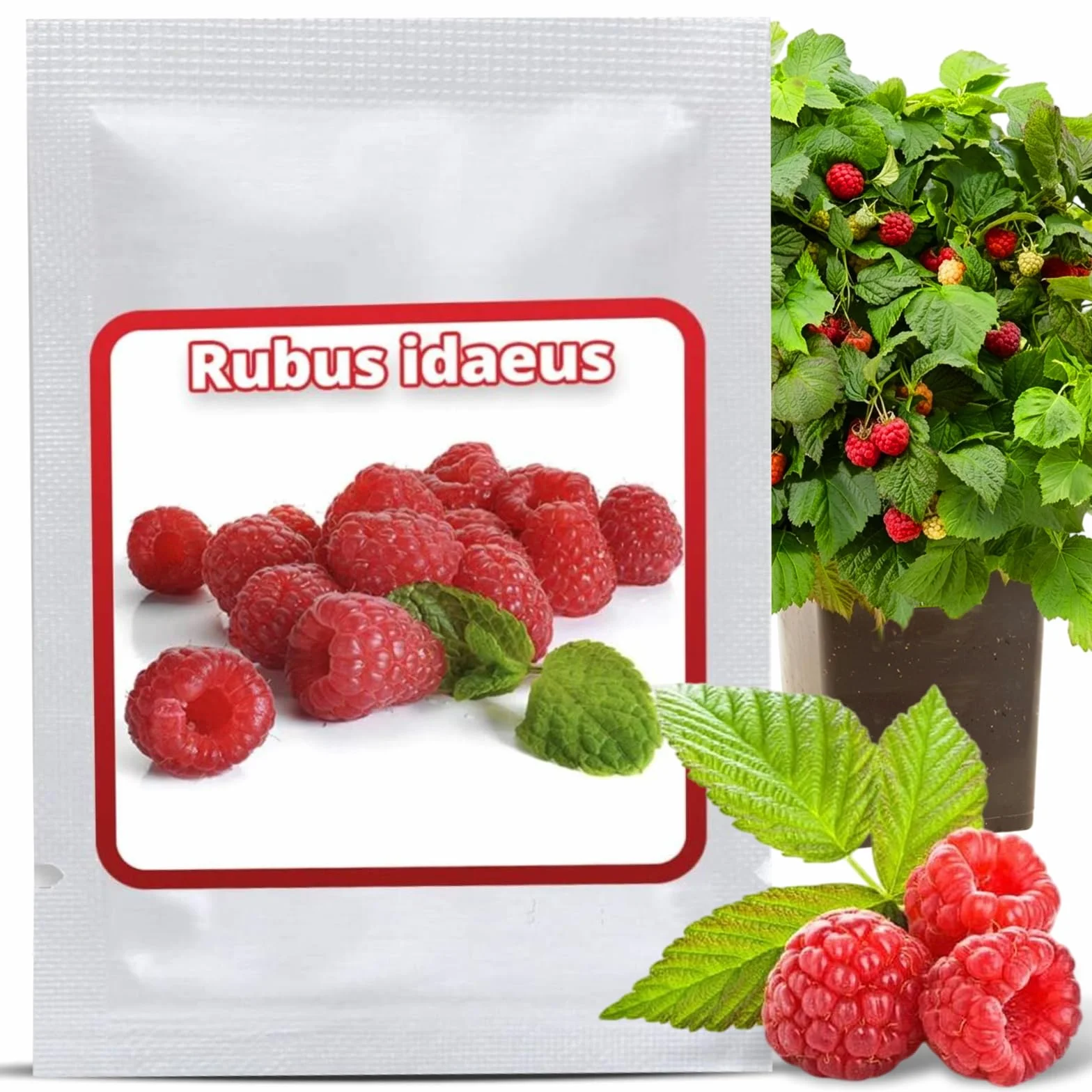 Graines de Framboisier Rouge Rubus idaeus Vivace 50 Pcs Rustique
