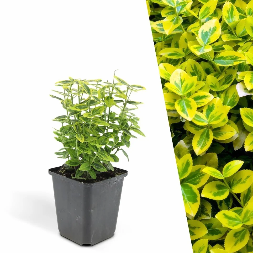 Euonymus fortunei ‘Emerald ’n Gold’ - 12 Plantes de fusain jaune - Couvre-sol rustique vivace persistant extérieur