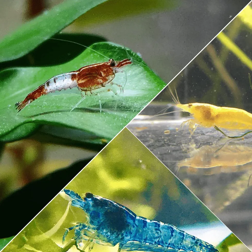Lebonaqua Crevettes Rili Sakura Rouges Jaunes Bleues Lot de 20 Aquarium d'eau Douce