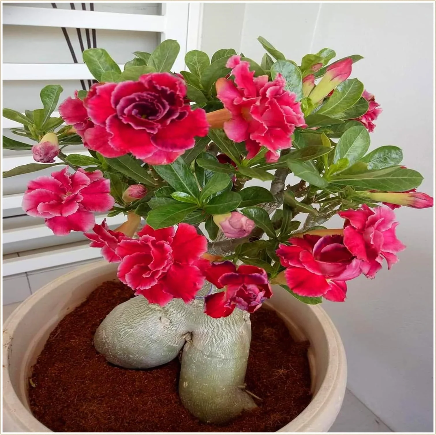 Rose du désert robuste - Décoration de jardin durable - 1 racine
