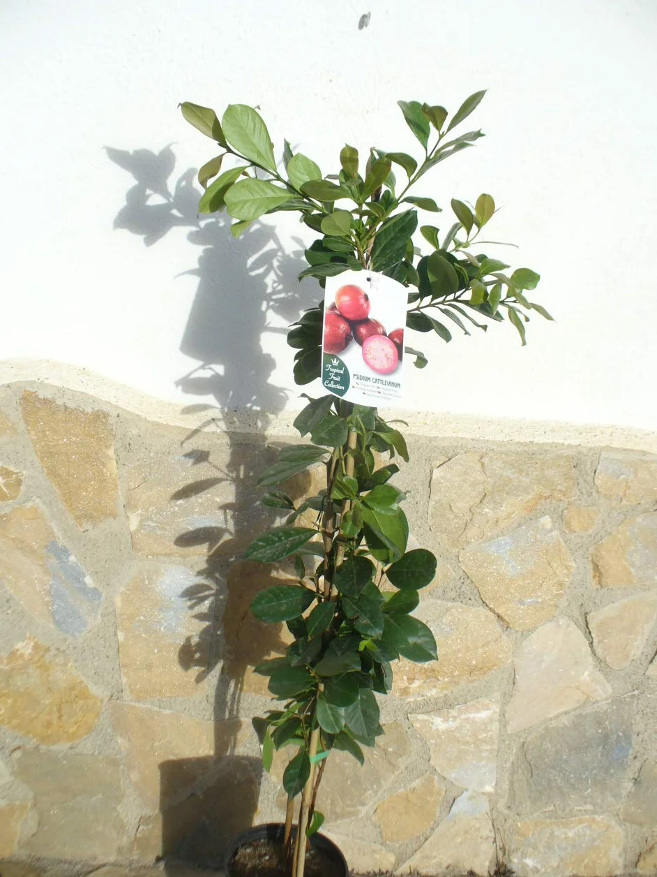Psidium cattleianum goyave fraise 110-125 cm fruit santé