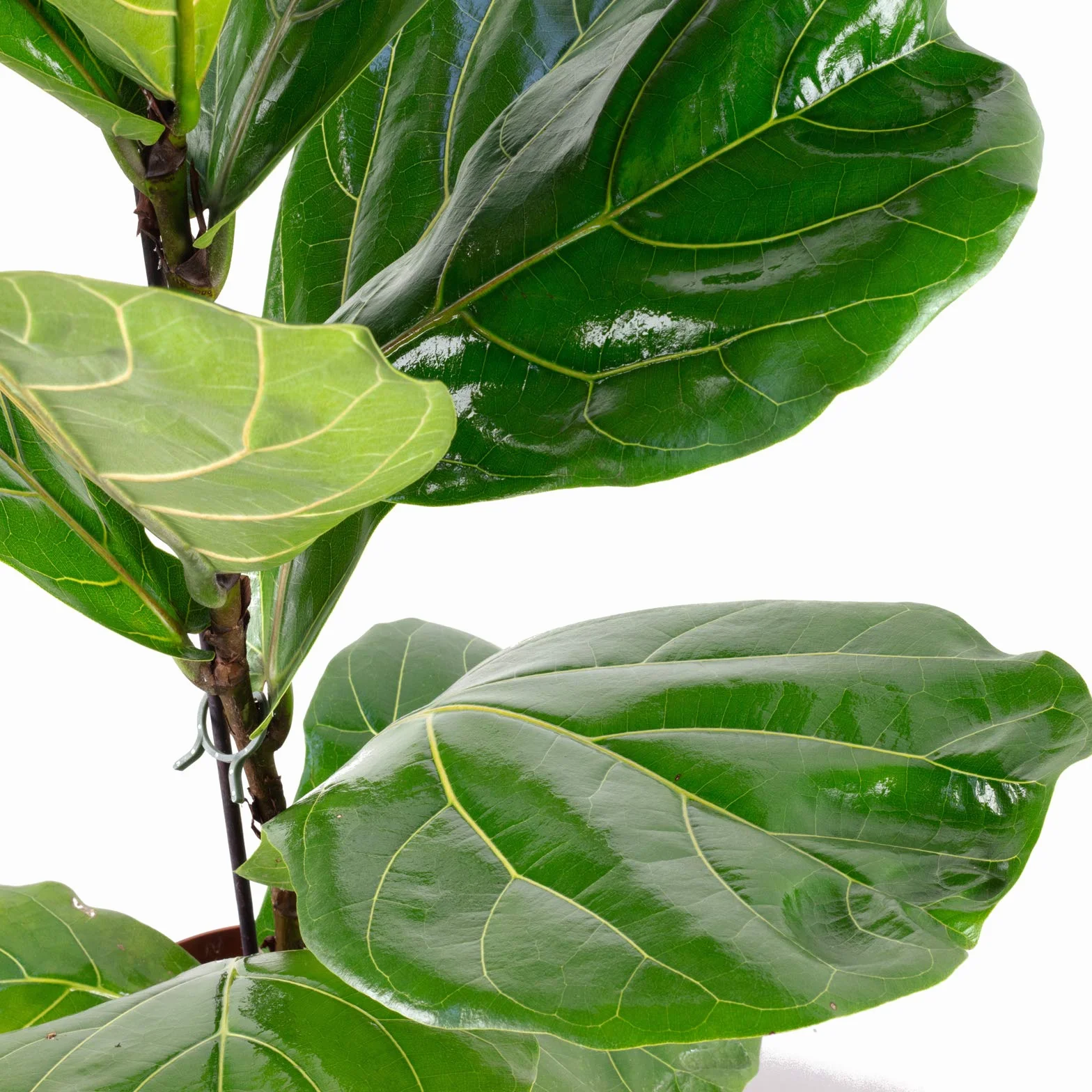Ficus Lyrata Hauteur 65 cm Diamètre 17 cm