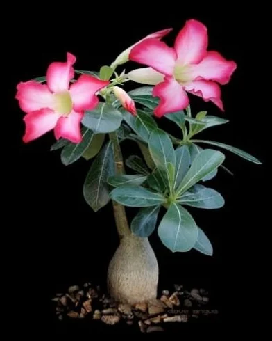 Adenium obesum DESERT ROSE 20 nasion