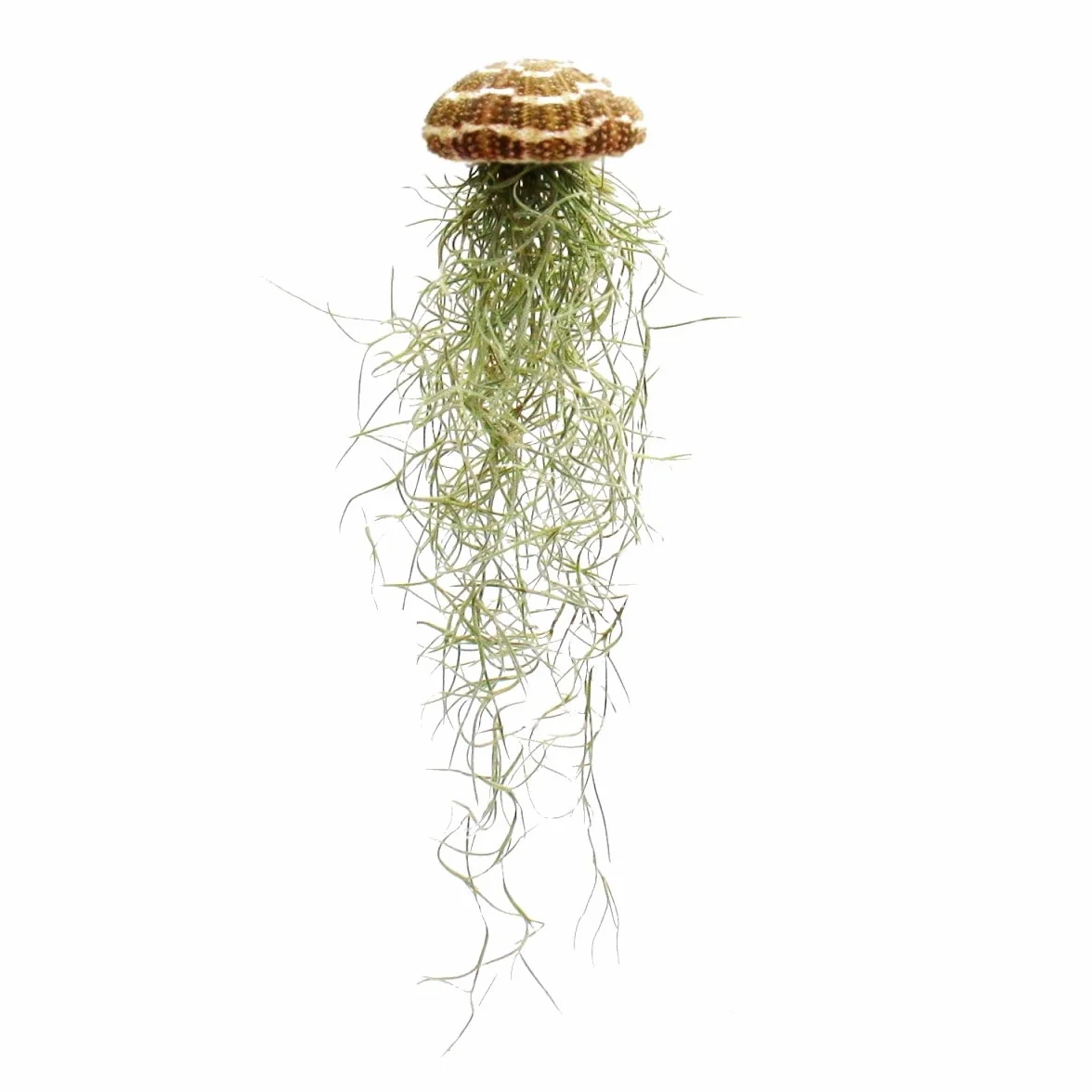 Tillandsia sur oursin grand Tillandsia usneoides