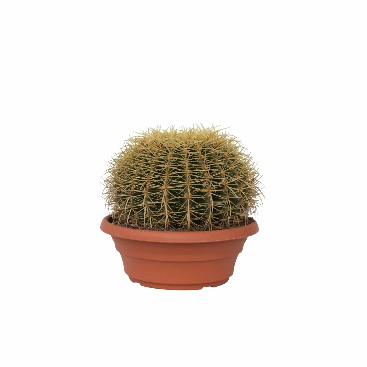 Echinocactus grusonii Cactus à tonne dorée Cactus boule Pot 25cm Hauteur 25–35cm