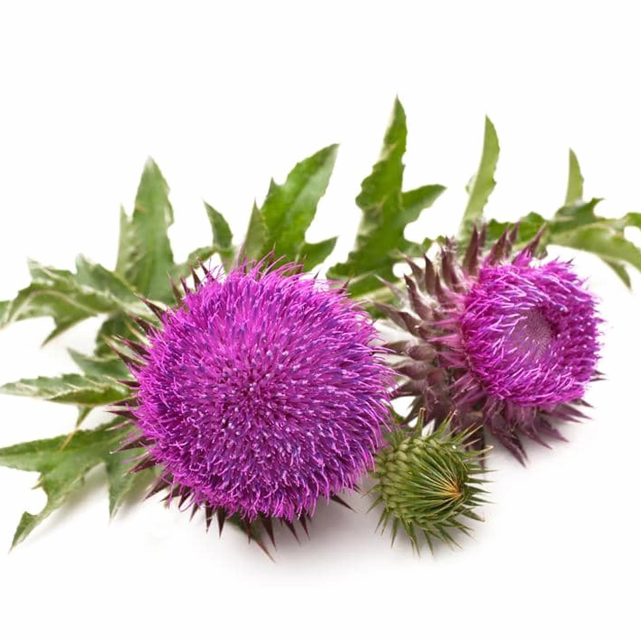 Chardon des champs Cirsium arvense 150 graines reproductible non traitée
