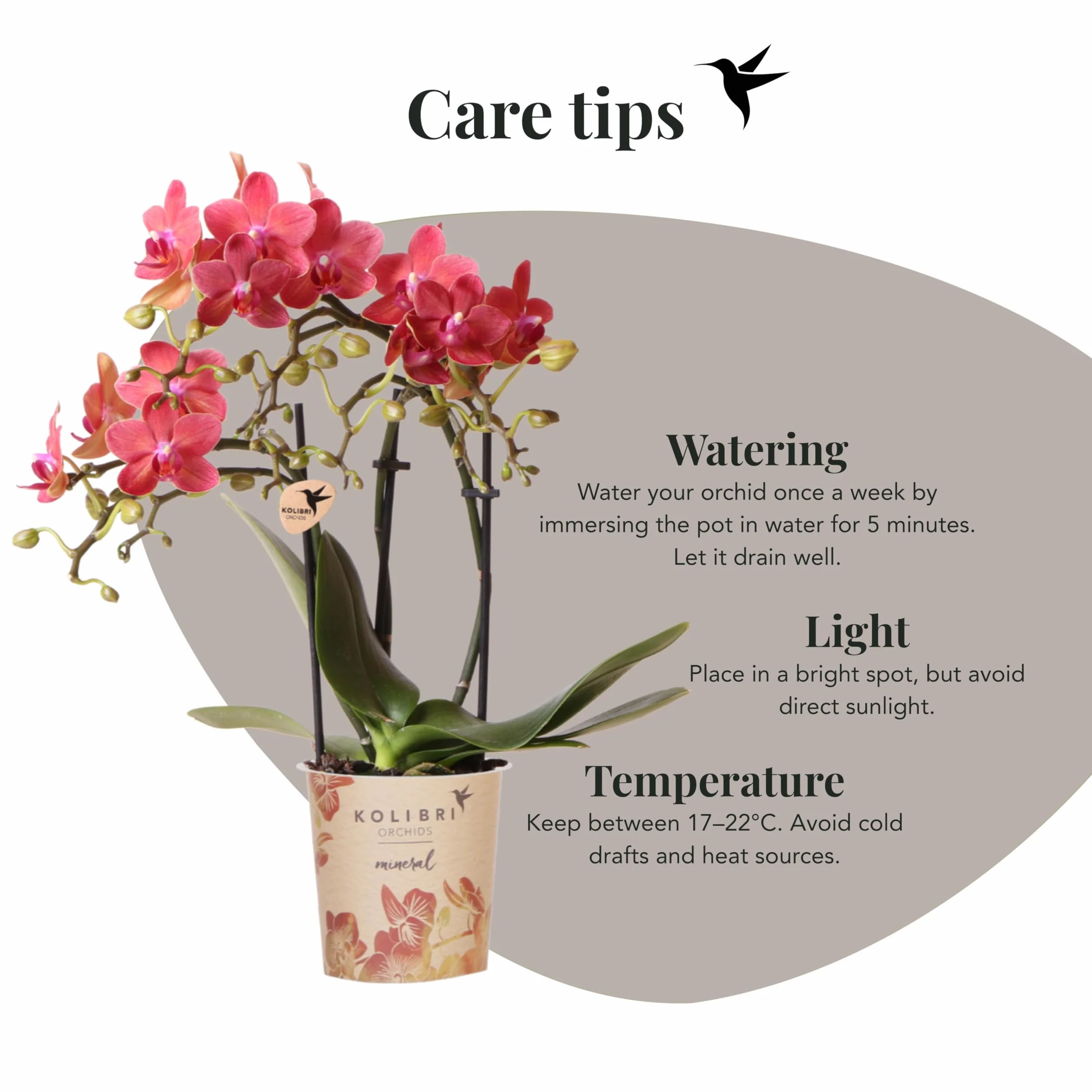 Orchidée Phalaenopsis Rouge Congo Ø9cm Plante d'Intérieur Fleurie