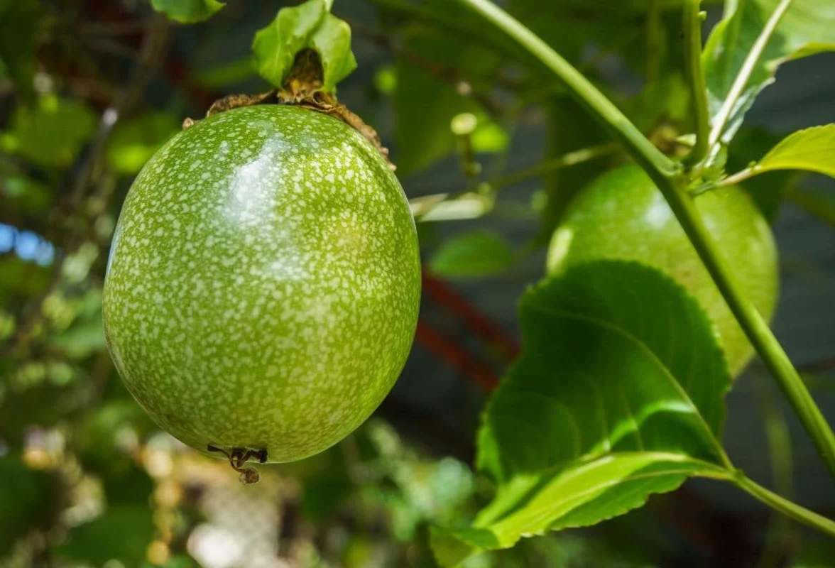 Lot de graines d'arbres fruitiers tropicaux Papaye Fruit de la passion Goyave Tamarindier