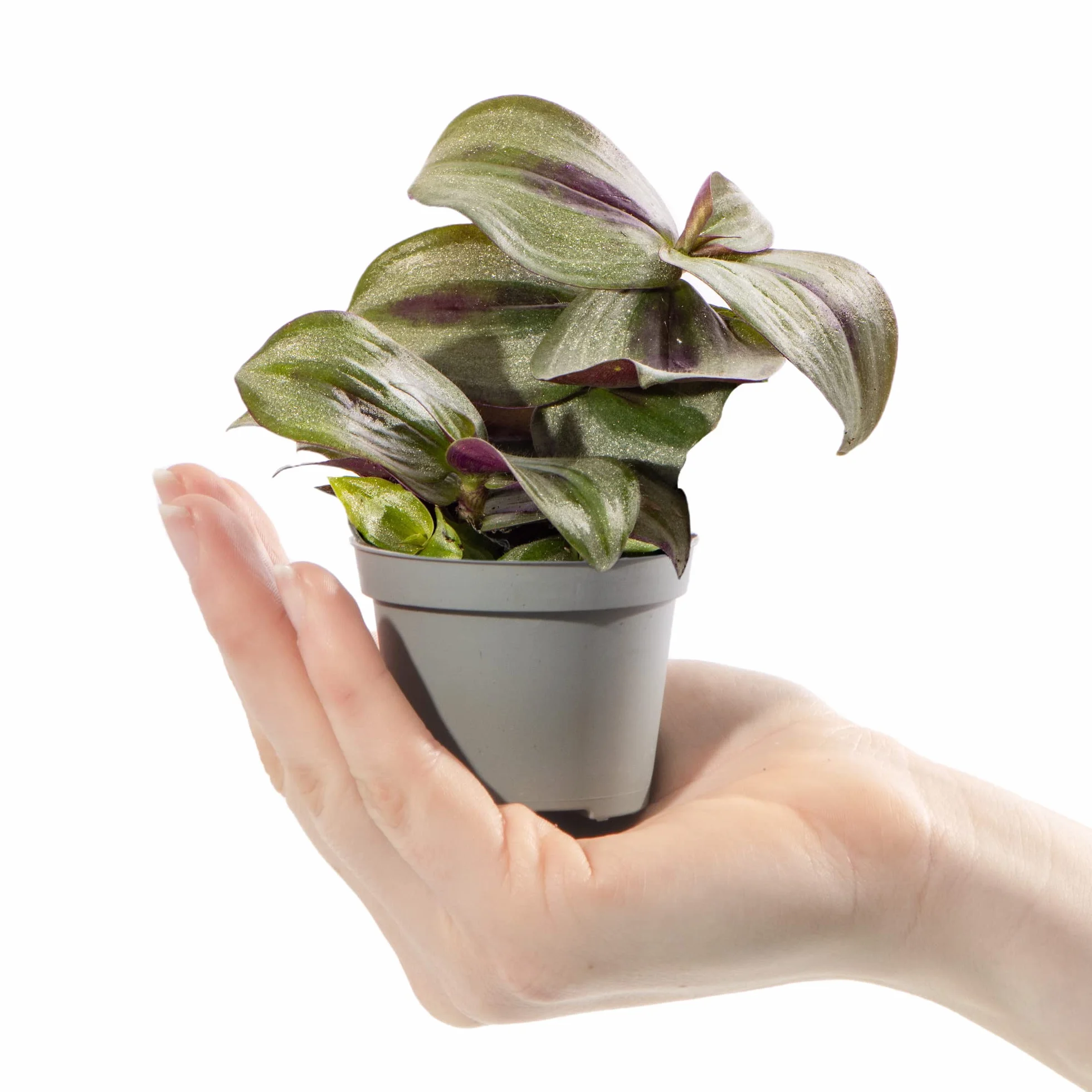 Tradescantia Pink Joy Zebrina Mini Misère Plante d'intérieur