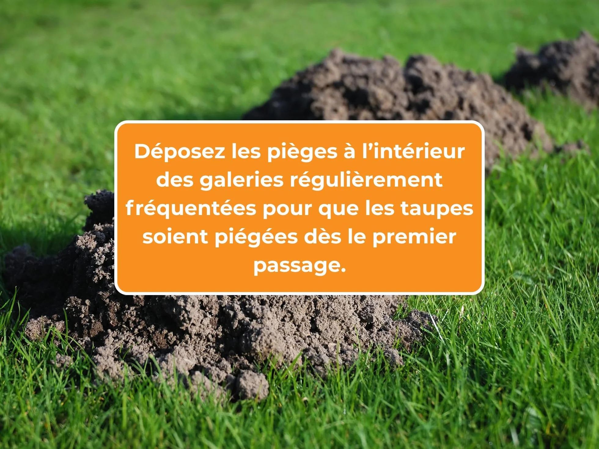 CAUSSADE Pièges À Taupes 2 Pièges + Tendeurs + Clé D'Armement Réutilisable