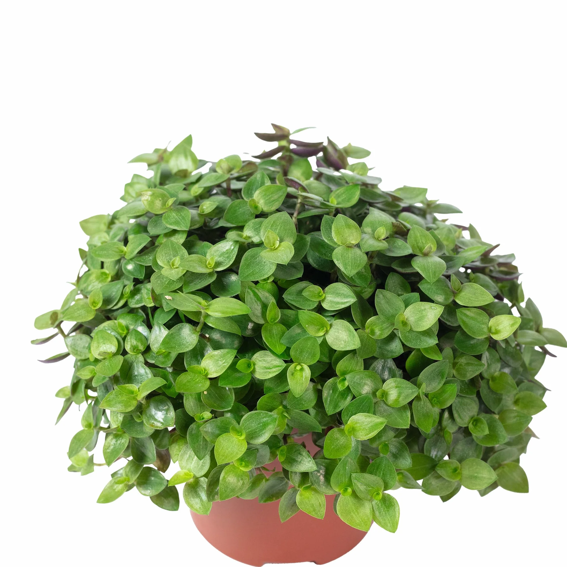 Callisia repens Turtle 'Smit Eden Elegance' plante d'intérieur 15 cm pot 10,5 cm Vert