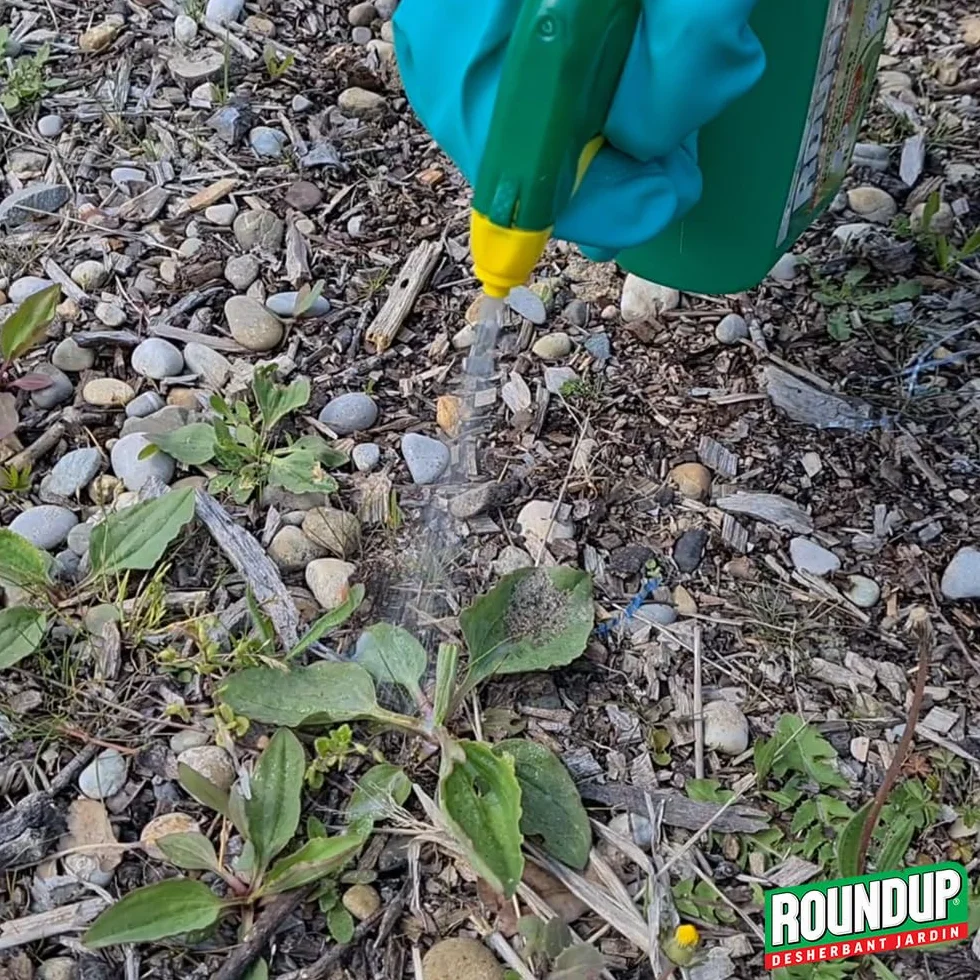 ROUNDUP Speed Easy Désherbant Prêt à l'Emploi 1,2L Action 2-en-1 Mauvaises Herbes & Mousses