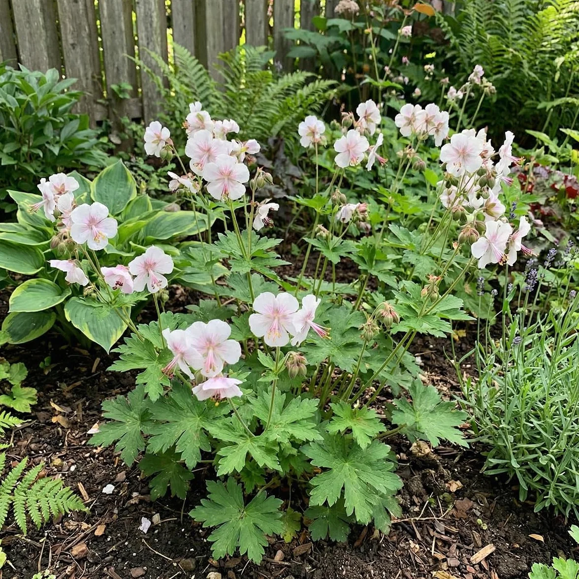 Géranium cantabrigiense 'Biokovo' - Lot de 6 - Vivace - Rustique - Parfumée - Hauteur 10-20 cm - Pot 9 cm