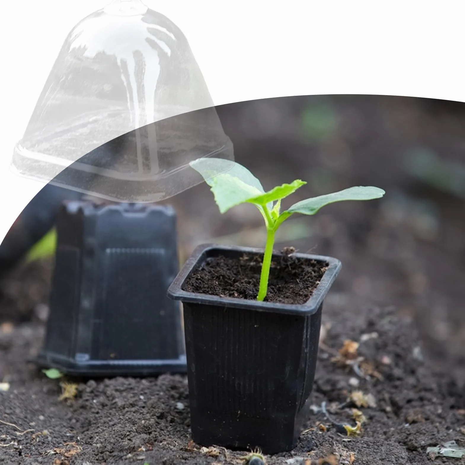 Cloche Végétale Transparente 10x Couvercle d'Isolation Thermique Mini Serre de Protection