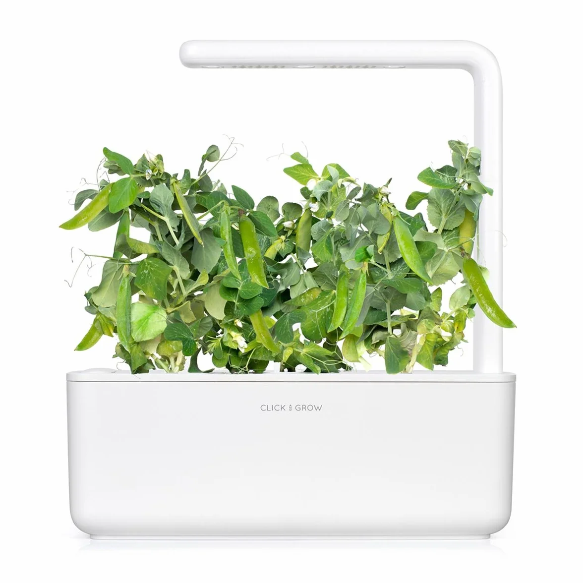 Click & Grow Capsules Pois Nain Recharges pour Potager Interieur Pack de 3