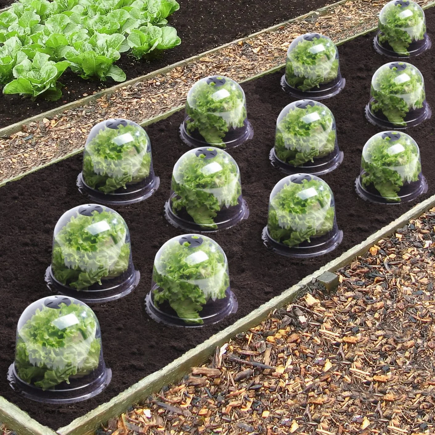 Cloche à salades x12 Serre de Protection pour Plants