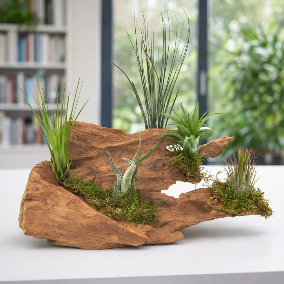 OmniPlants Tillandsia Luchtplanten Set van 10 - Zonder aarde