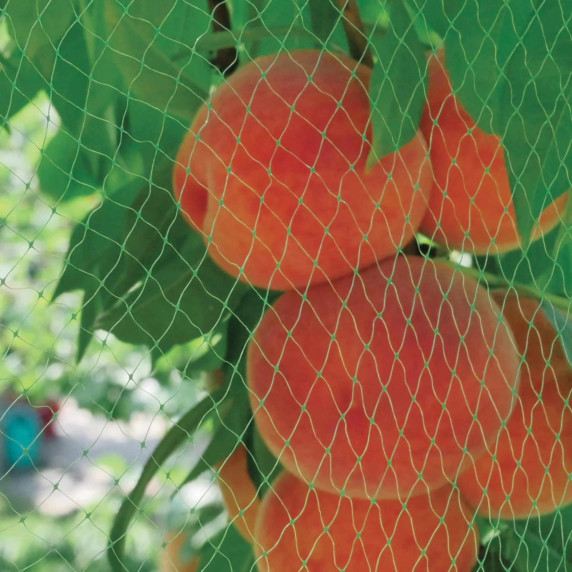 Tenax ORTOFLEX 4,00x5 m Vert Filet Anti-Oiseaux Protection Fruits Cultures