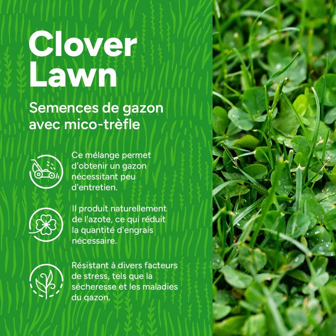 MRS Clover Lawn Semences de gazon micro-trèfle 1 kg 50 m² résistante sécheresse peu entretien ombragées