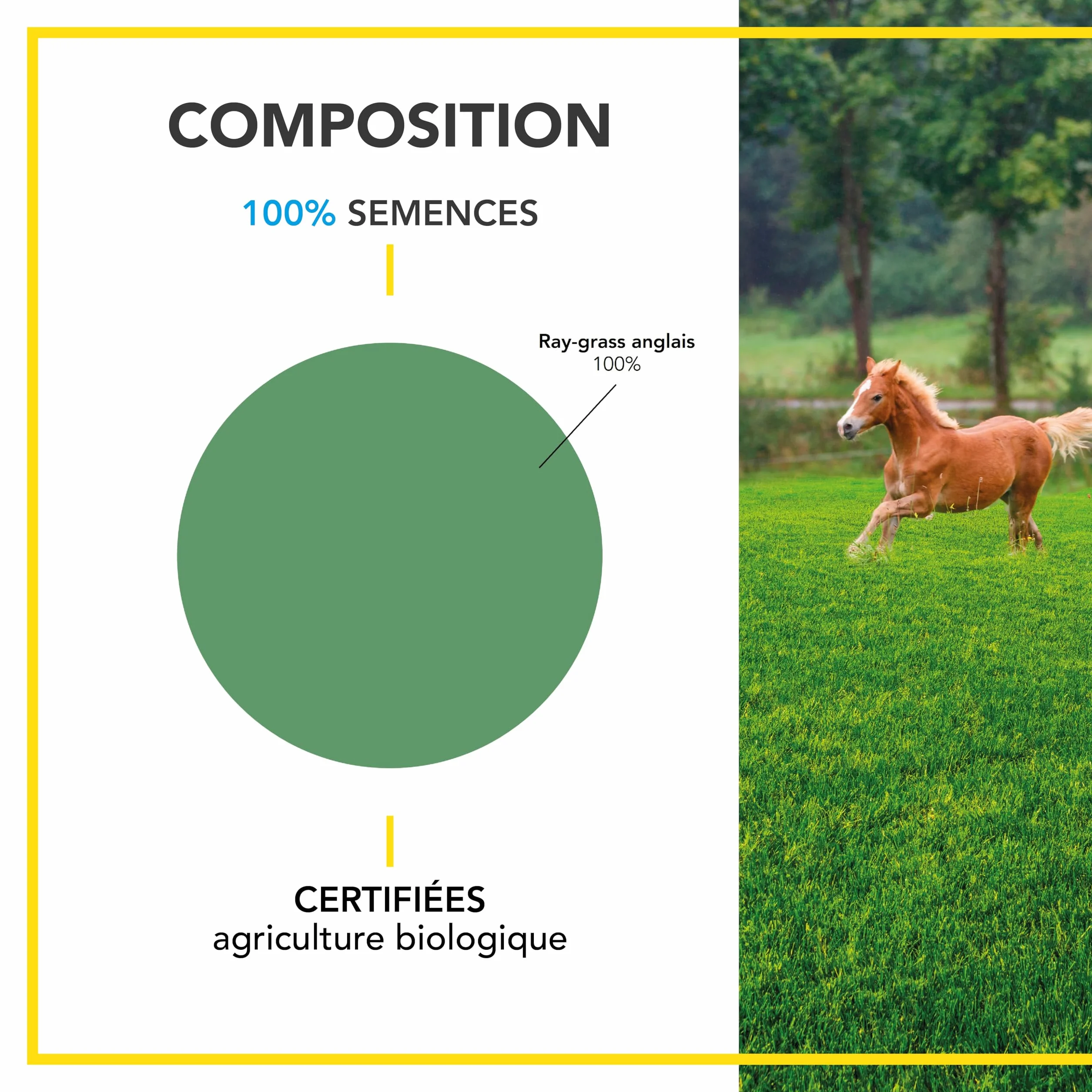 BARENBRUG Ray-grass anglais BIO 250G Fabriqué en France Durée de Vie 4 ans+