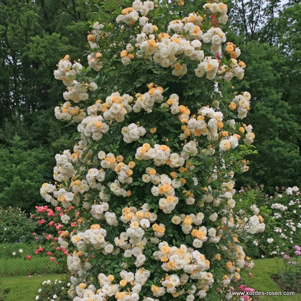 Rosa 'Ghislaine de Féligonde' Rosier grimpant pot 25-30 cm