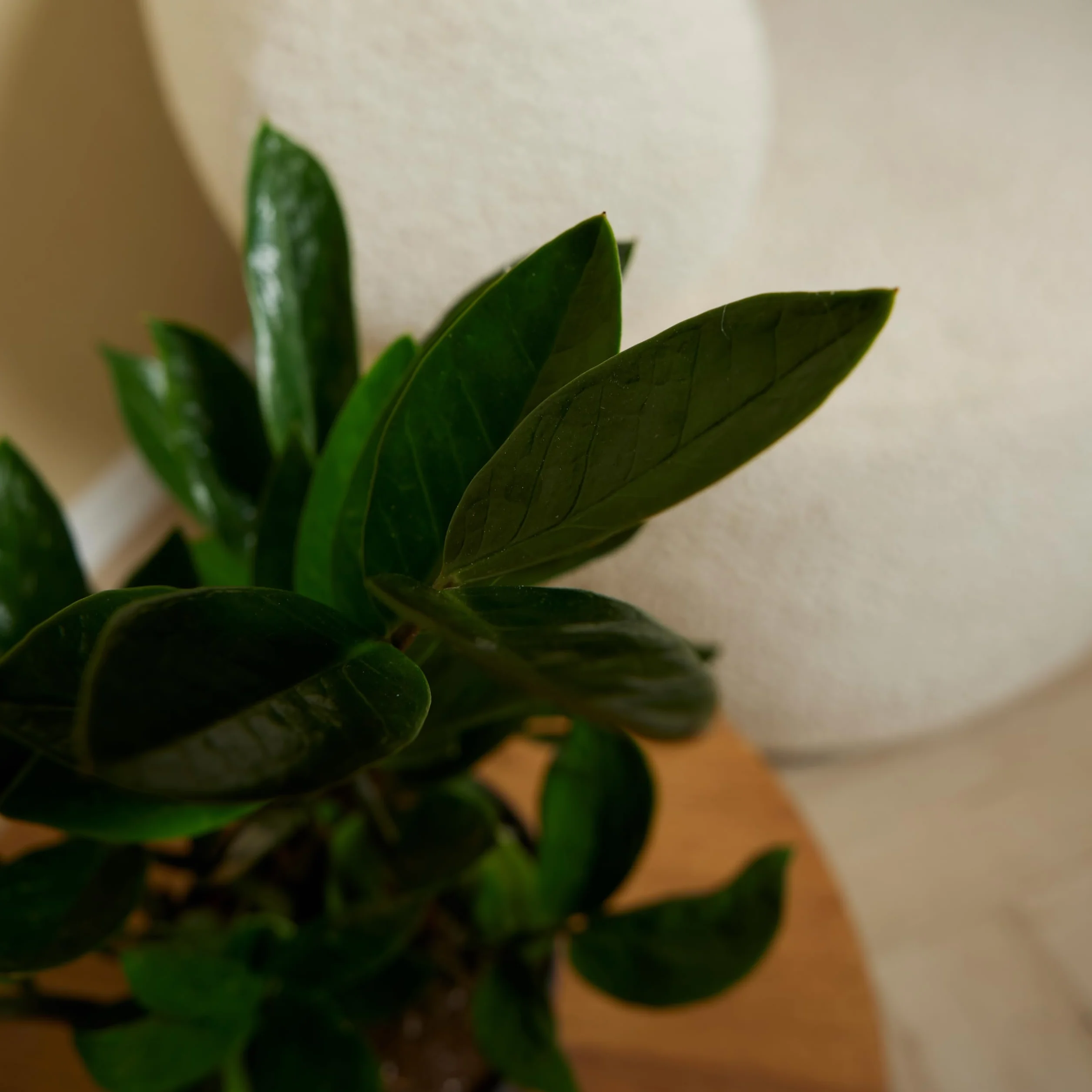 Bloomique Zamioculcas Zamiifolia Palmier d'intérieur 30-40 cm Pot 12 cm