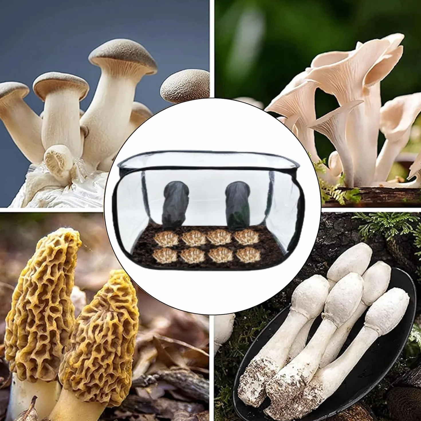 Kit de culture de champignons pliable, Still Air Box 85x52x52 cm tente transparente pop-up portable